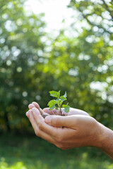 Wall Mural - A plant in hands on a green background. Save the planet, Earth day and gardening concept