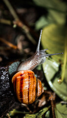 Nocturnal snails in their natural habitat. 