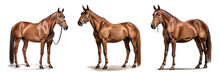 Elegant Brown Horse On A Transparent Background For Decorating Projects. Generative AI