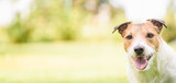 Fototapeta Zwierzęta - Panoramic banner background with dog portrait. Jack Russell Terrier dog smiling looking at camera