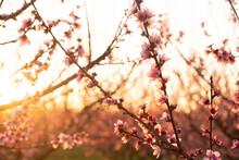 Peach Blossoms At Sunset 2