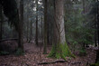 Pień starego drzewa porośnięty bluszczem w mrocznym jesiennym lesie