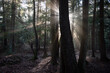 Promienie słońca prześwietlające przez pień drzewa w mglistym lesie