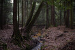 Mały strumień płynący przez mroczny jesienny las