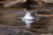 Portret samca niebieskiej żaby moczarowej w szacie godowej blisko odbijającej się w wodzie