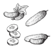Hand Drawn Sketch Style Cucumbers Set. Whole, Sliced And Grow. Farm Fresh Vegetable Illustrations Collection. Vector Illustrations.