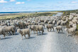 Herd of sheep on the road in Tierra del Fuego