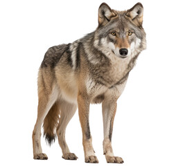 wild wolf isolated on transparent background