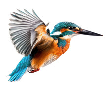 Fly Kingfisher  Bird Isolated Transparent Background. Generative AI
