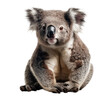 Koala isolated transparent background. Generative AI