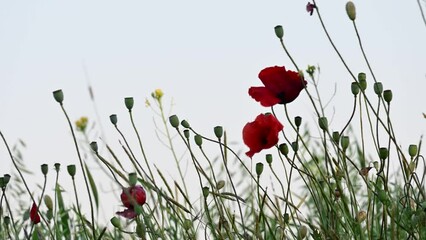 Wall Mural - Field of poppies in the wild.