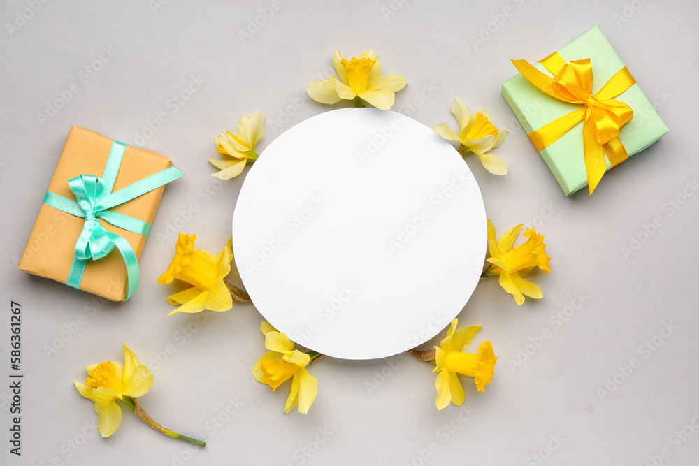 Beautiful narcissus, gift boxes and round blank card on grey background