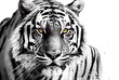 White background with a black and white photograph of a tiger gazing towards the camera. Generative AI