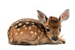 a spring-themed illustration photo featuring an isolated cute baby deer fawn laying down set on a transparent background in PNG. Generative AI
