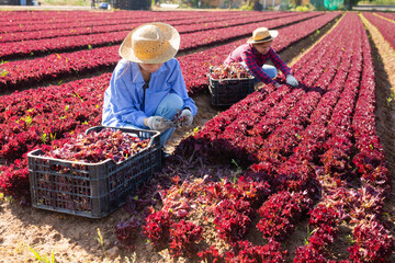 Two female farmers work on field - harvest and clean red lettuce