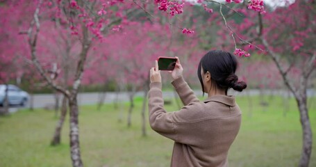 Poster - Woman use cellphone to take photo in sakura park