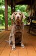 Portrait of young Labrador Retriever dog sitting on front porch. 
