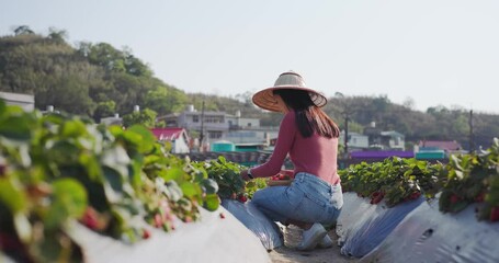 Wall Mural - Tourist woman pick strawberry in field