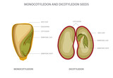 Fototapeta  - Monocotyledon and dicotyledon seeds,  monocots having one seed leaf and dicots having two leaf