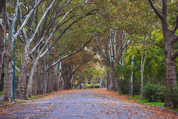 Canvas Print - Autumn in the park in Budapest.