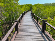 Thailand Mangrove Forest With Walkway Wooden Bridge At Phetchaburi With Blue Sky Background.
