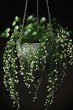 Small Hanging Flower Pot Attached To Three Ropes, Green Plant With White Buds Growing In It Created With Generative AI Technology