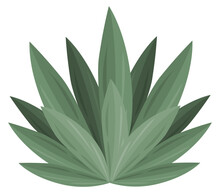 Plant Agave Maguey Concept Plant Nature Mexican Tequila Drink