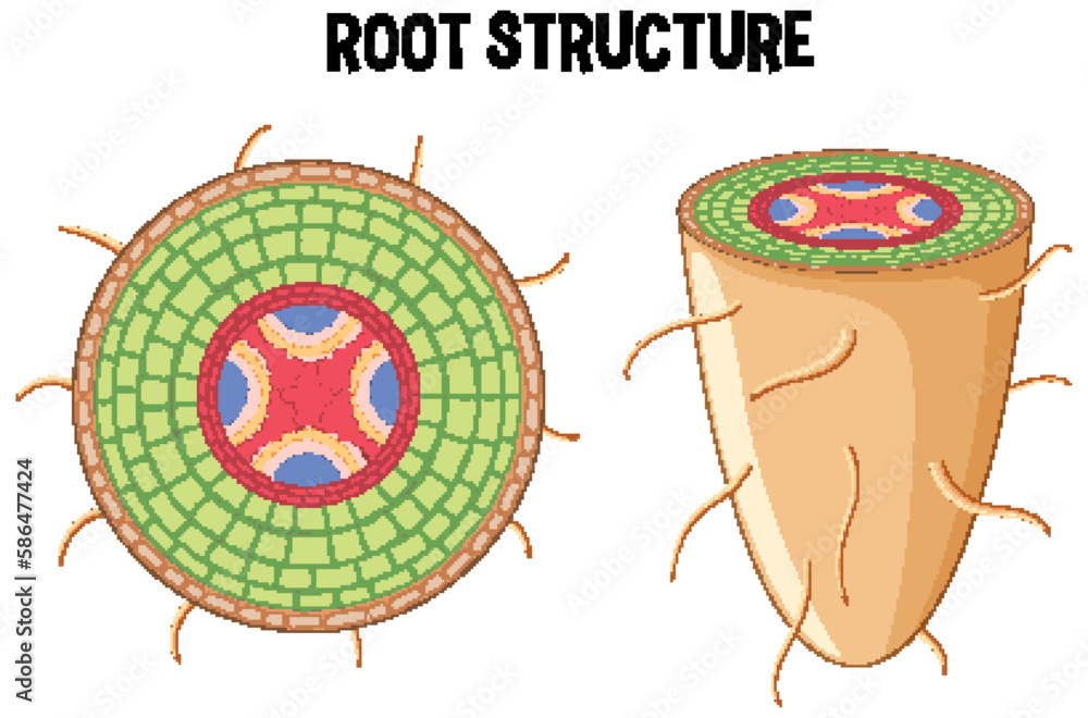 Internal structure of root diagram Stock Vector | Adobe Stock
