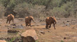 cute baby african elephants running eagerly towards their keepers for their daily milk bottle feed at the Sheldrick Wildlife Trust Orphanage, Nairobi Nursery Unit, Kenya