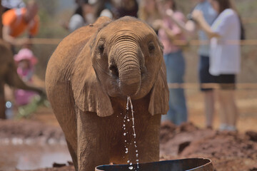 front profile of a cute baby african elephant drinking water with its trunk with tourists in the bac