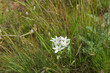 wild  Ornithogalum umbellatum flower  in Ukrainian meadow  at spring season