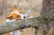 Close up portrait of mature basenji dog trying to get on wild tree branch.
