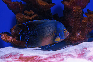 Wall Mural - Underwater shot of fish Pomacanthus semicirculatus