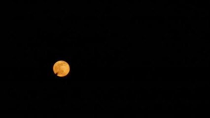 Wall Mural - timelapse of red full moon showing behind a palm tree with a black background