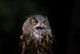 Fototapeta Zwierzęta - owl portrait