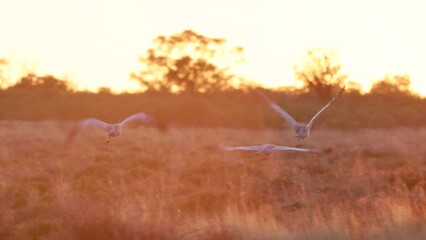 Wall Mural - a sunrise tracking shot of a family of brolgas taking off and flying away at lake bindegolly national park in outback queensland, aust