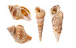 Leinwandbild Motiv Collection of seashell isolated on transparent background. Seashell for you design.