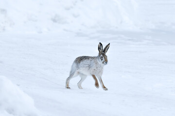 Wall Mural - hare runs through the white snow