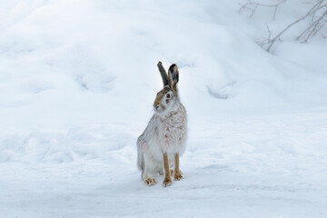 Wall Mural - fluffy hare with big ears is sitting in the snow