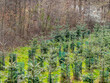 Wiederaufforstung durch anpflanzen junger Nadelbäume am Waldrand