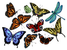 Vector Set Of 9 Insects. Monarch Butterfly, Hive Butterfly, Peacock Butterfly, Butterfly Swallowtail, Pieridae, Butterflies Admiral, Podalirius, Papilio, Dragonfly
