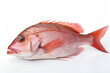 snapper fish isolated on white