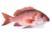 Snapper Fish Isolated On White Background