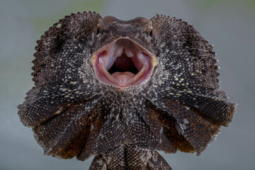 The frilled lizard (Chlamydosaurus kingii), also known as the frillneck lizard, frill-necked lizard or frilled dragon