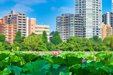 東京 上野 青空に映える不忍池の美しい蓮の花と高層ビル　コピースペースあり（東京都） tokyo ueno beautiful lotus flowers and skyscrapers at shi