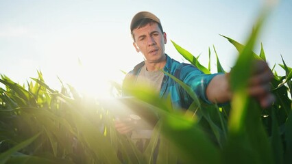 Wall Mural - farmer in corn. agriculture a business cornfield concept. man farmer with digital tablet working in corn field at sunset. farmer examining nature corn crop lifestyle. agriculture natural products