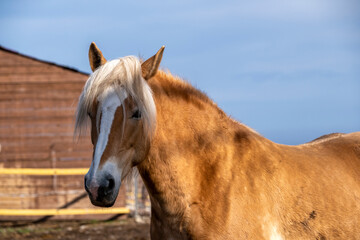 Wall Mural - portrait of a horse