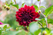 © Austockphoto - large red dahlia flower blooming in the garden
