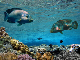 Wall Mural - Coral reef underwater with shoal tropical fish and marine life
