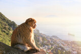 Fototapeta Łazienka - One Gibraltar barbary macaque is sitting on a hill and look towards the sea and town at sunset. Seascape. Gibraltar.